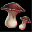 Bonbon's Luxurious Mushroom Cap