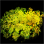 Green Moss