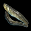 Mussel