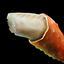 Raw Crab Claw