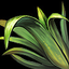 Aromatic Grass
