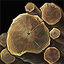 Black Oak Wood