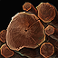 Maple Wood