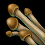 Rengot Cluster Mushroom